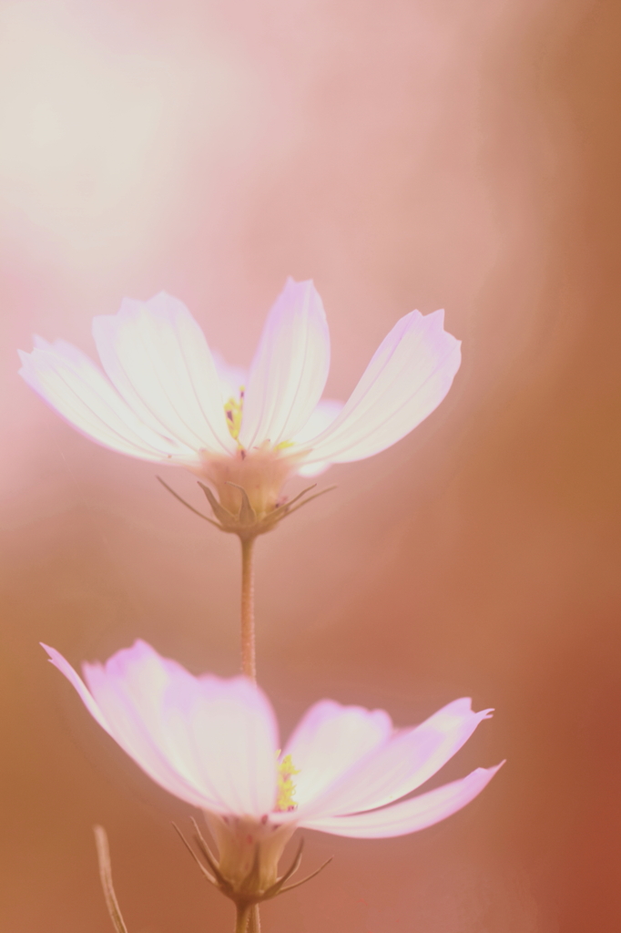 秋桜スケッチ