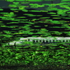 Jungle Cruise 700