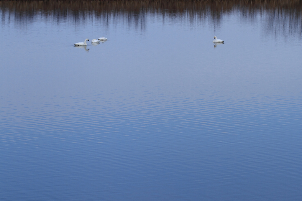 白鳥の湖