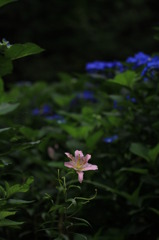 凛として