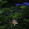 凛として