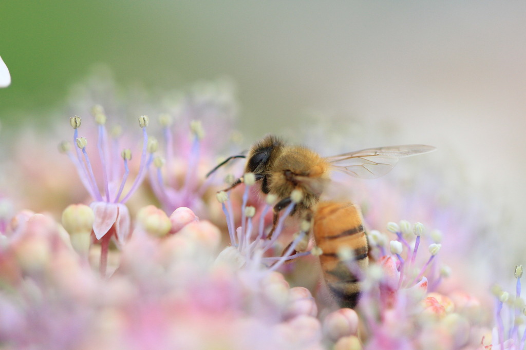紫陽花×ミツバチ（夢ごこち）