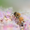 紫陽花×ミツバチ（夢ごこち）