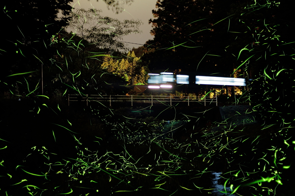 HOTARU FESTIVAL 2012 