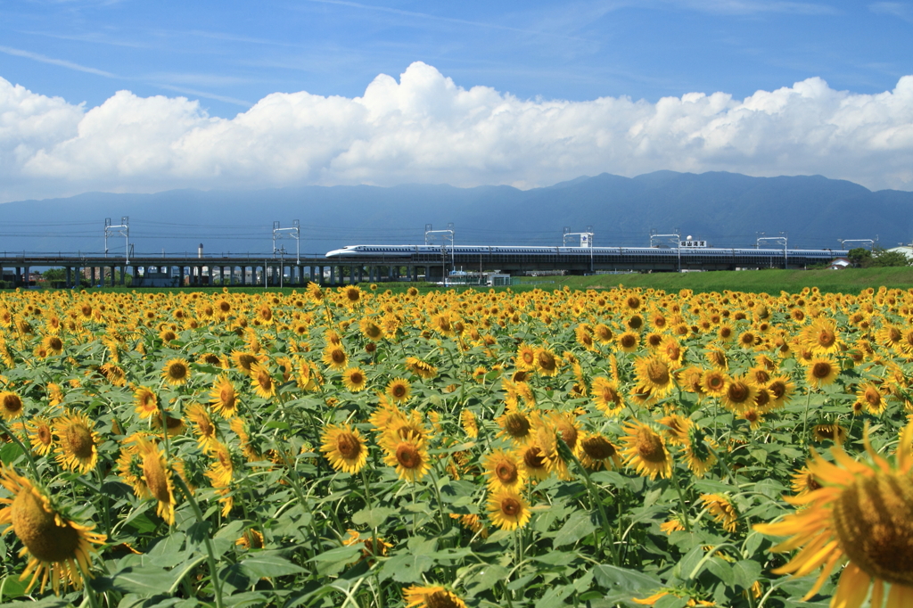 夏、過ぎ去る。