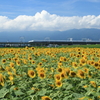 夏、過ぎ去る。