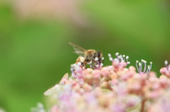 紫陽花×ミツバチ（いただきま～す）