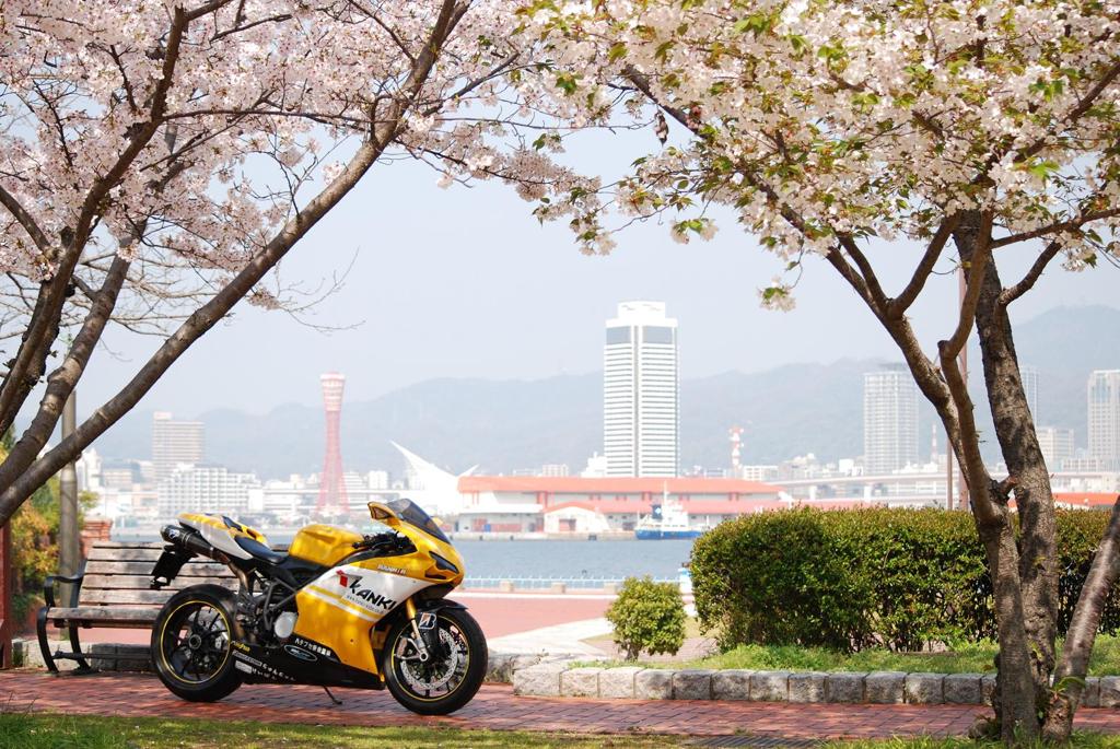 桜と神戸メリケンパークをバックに