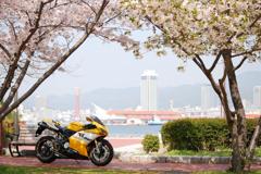 桜と神戸メリケンパークをバックに