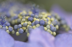Buds