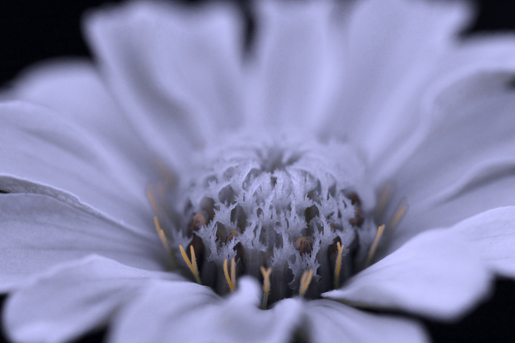 Frost