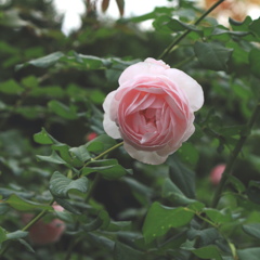 薔薇