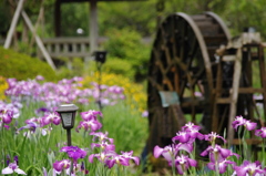 繰り返す　菖蒲の花と　水の音