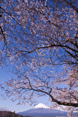 雁がね桜