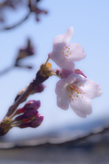 SAKURA咲く