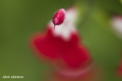 チェリーセージの花