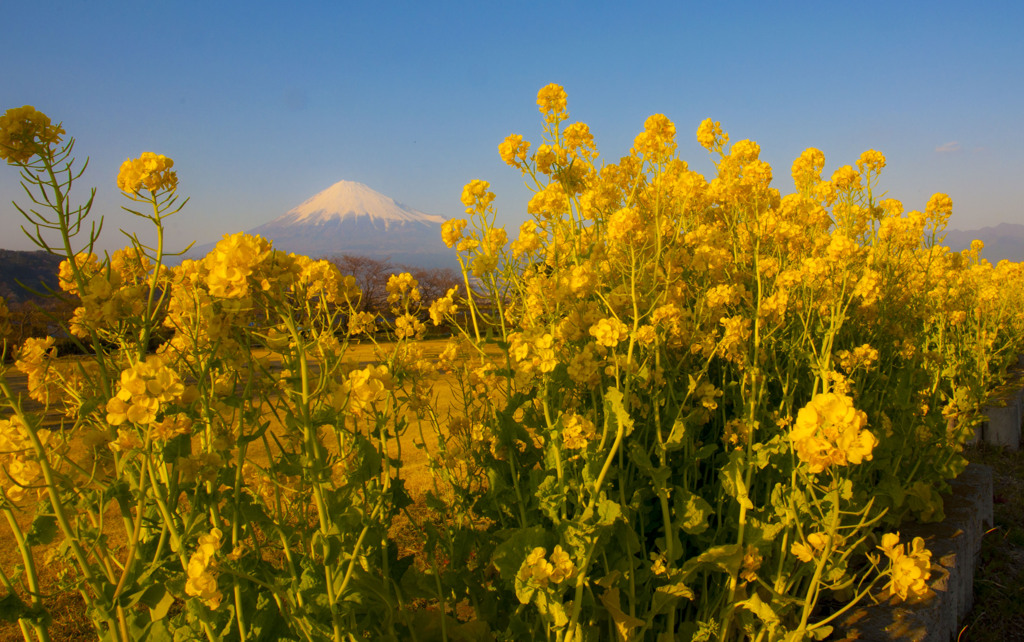 雁がね堤の菜の花