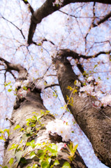 根桜