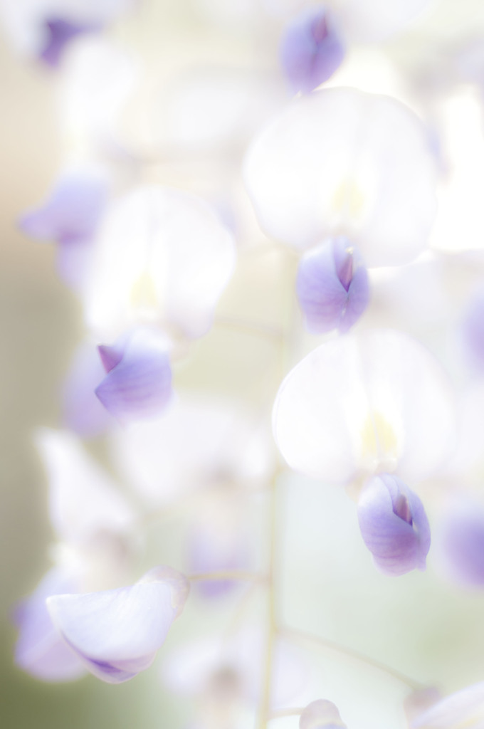 ふんわり花