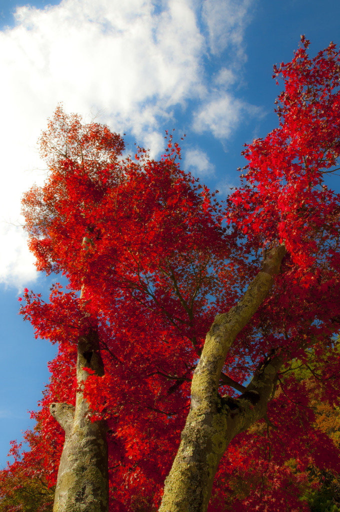 紅木