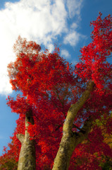 紅木