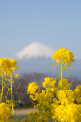 花富士