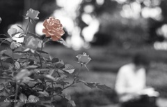 薔薇のある庭
