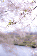 川桜