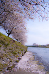 散桜