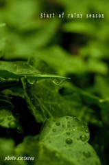 葉梅雨