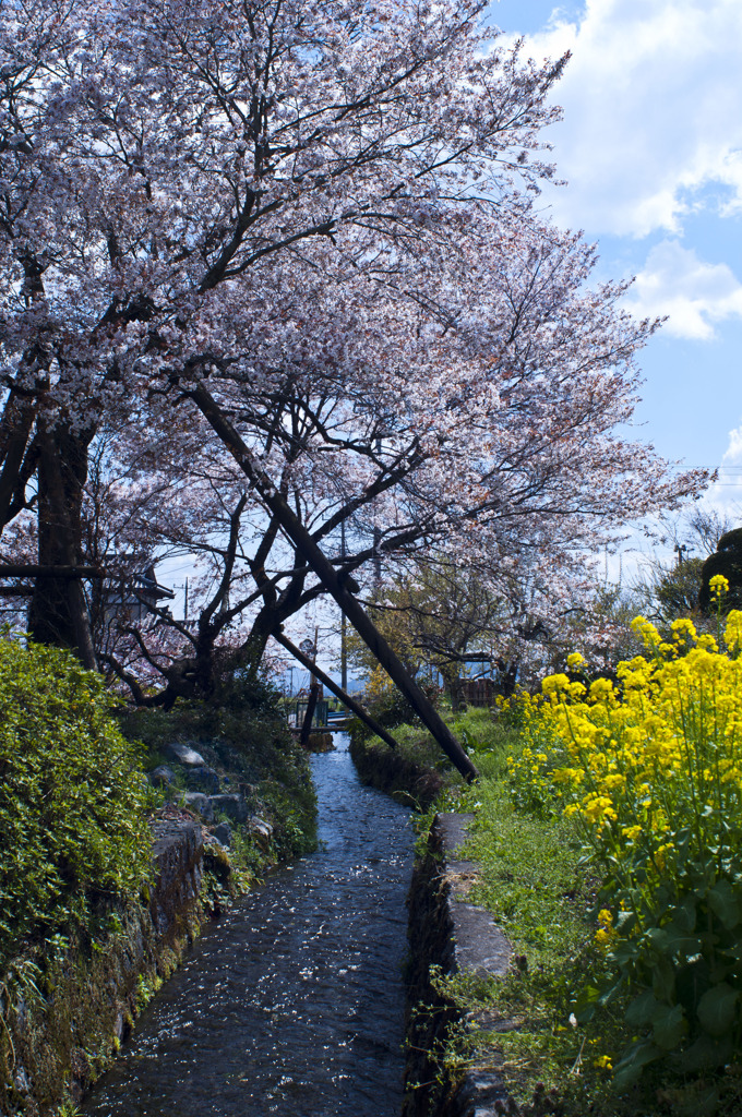 狩宿桜