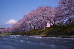 川辺桜