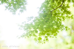 清涼葉