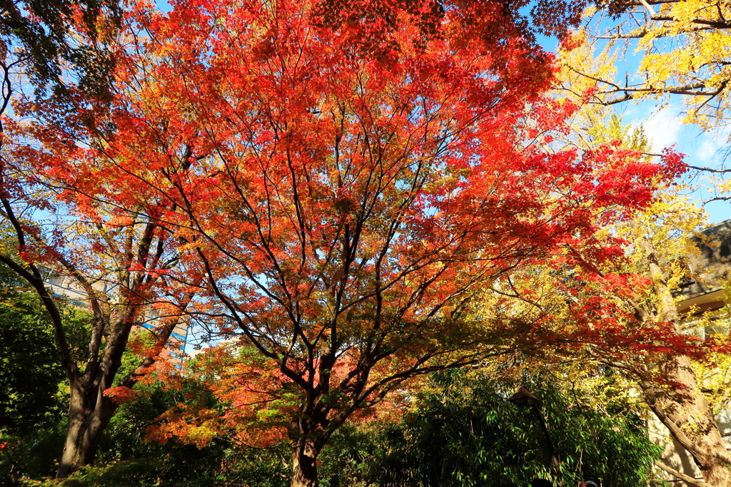 日比谷公園11月24日