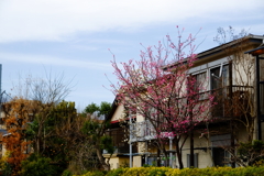 浜田山3月4日