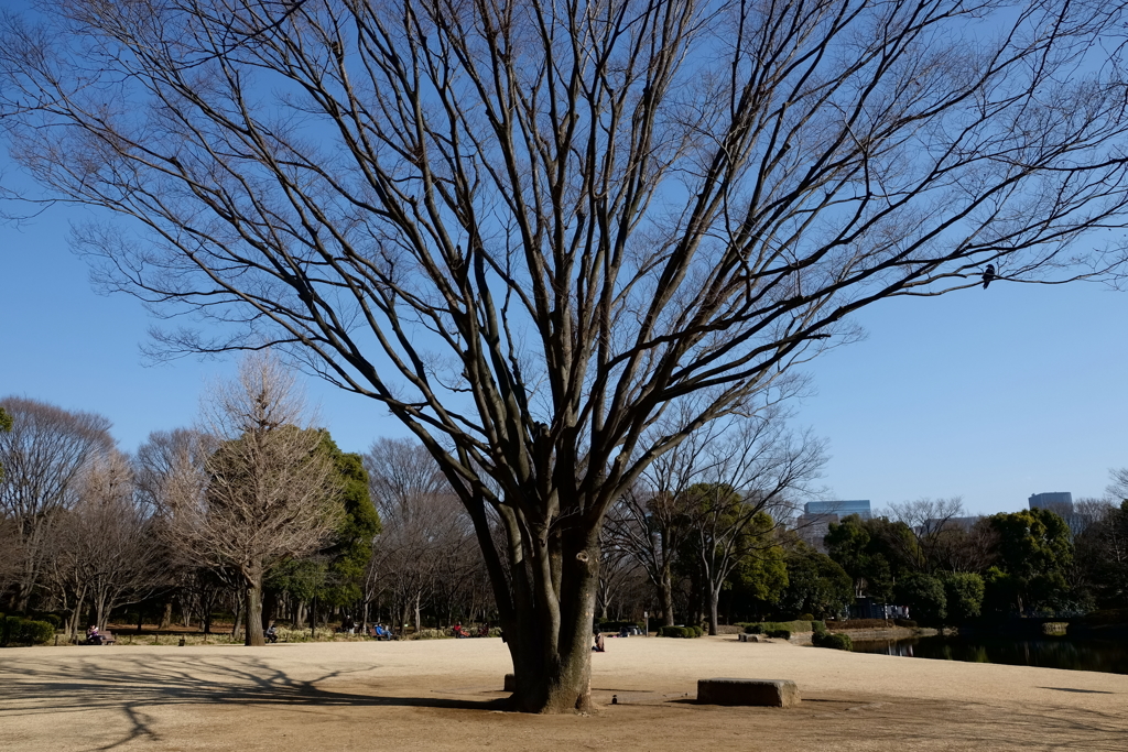 北の丸公園1月22日-1