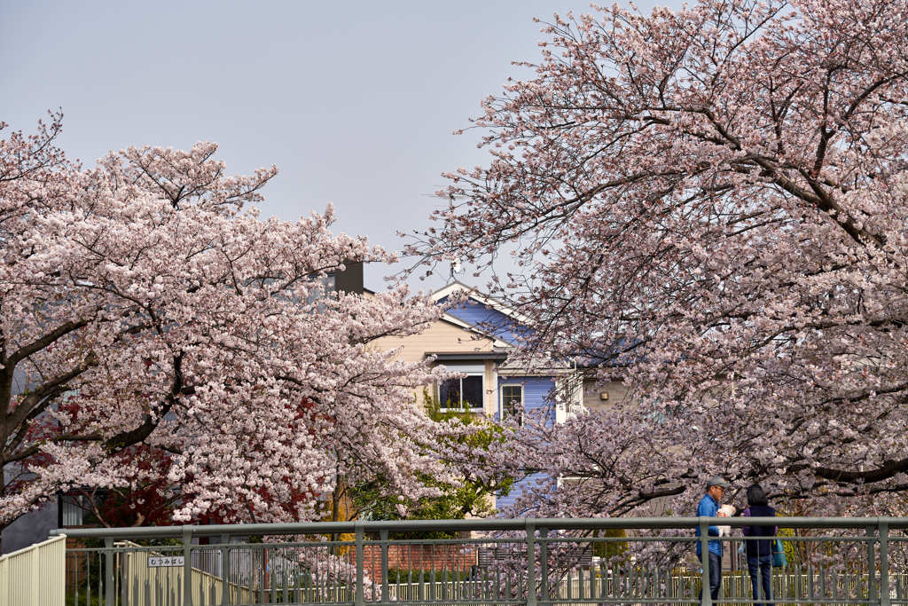 神田川4月6日-1