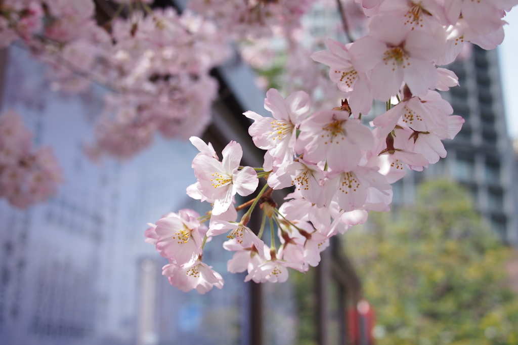 国立劇場3月29日