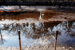 井の頭公園2月13日