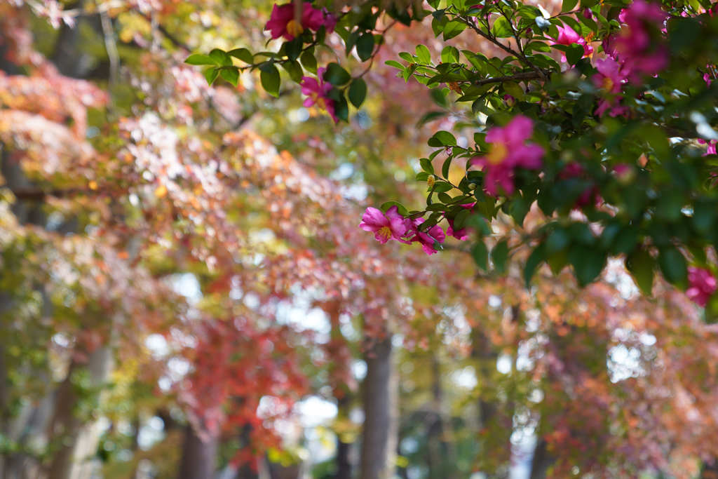 塚山公園12月1日-3