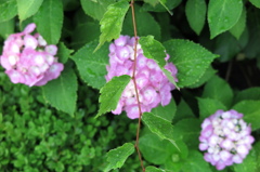 浜田山雨上がり5月8日