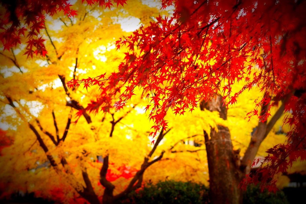 浜田山の紅葉　12月3日