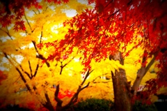 浜田山の紅葉　12月3日