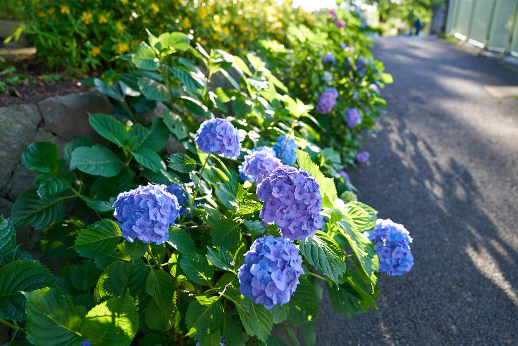 浜田山6月16日-2