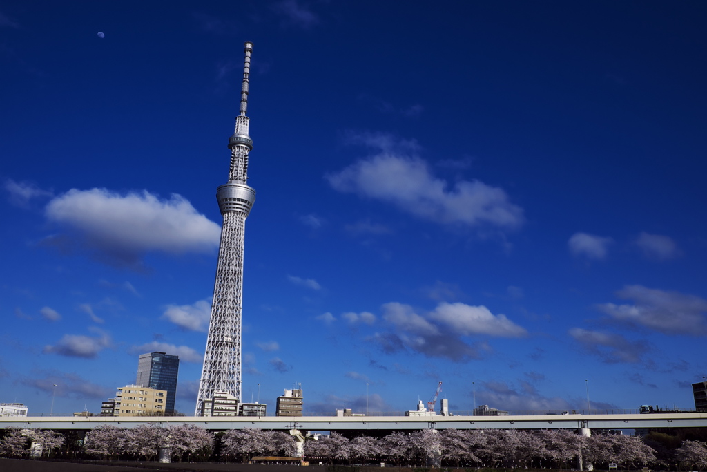 隅田川4月7日-3