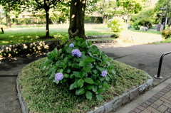 浜田山6月18日‐2