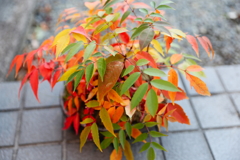 浜田山12月18日-1