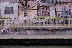 門前仲町4月6日-2