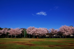 柏の宮公園4月13日-2