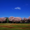 柏の宮公園4月13日-2